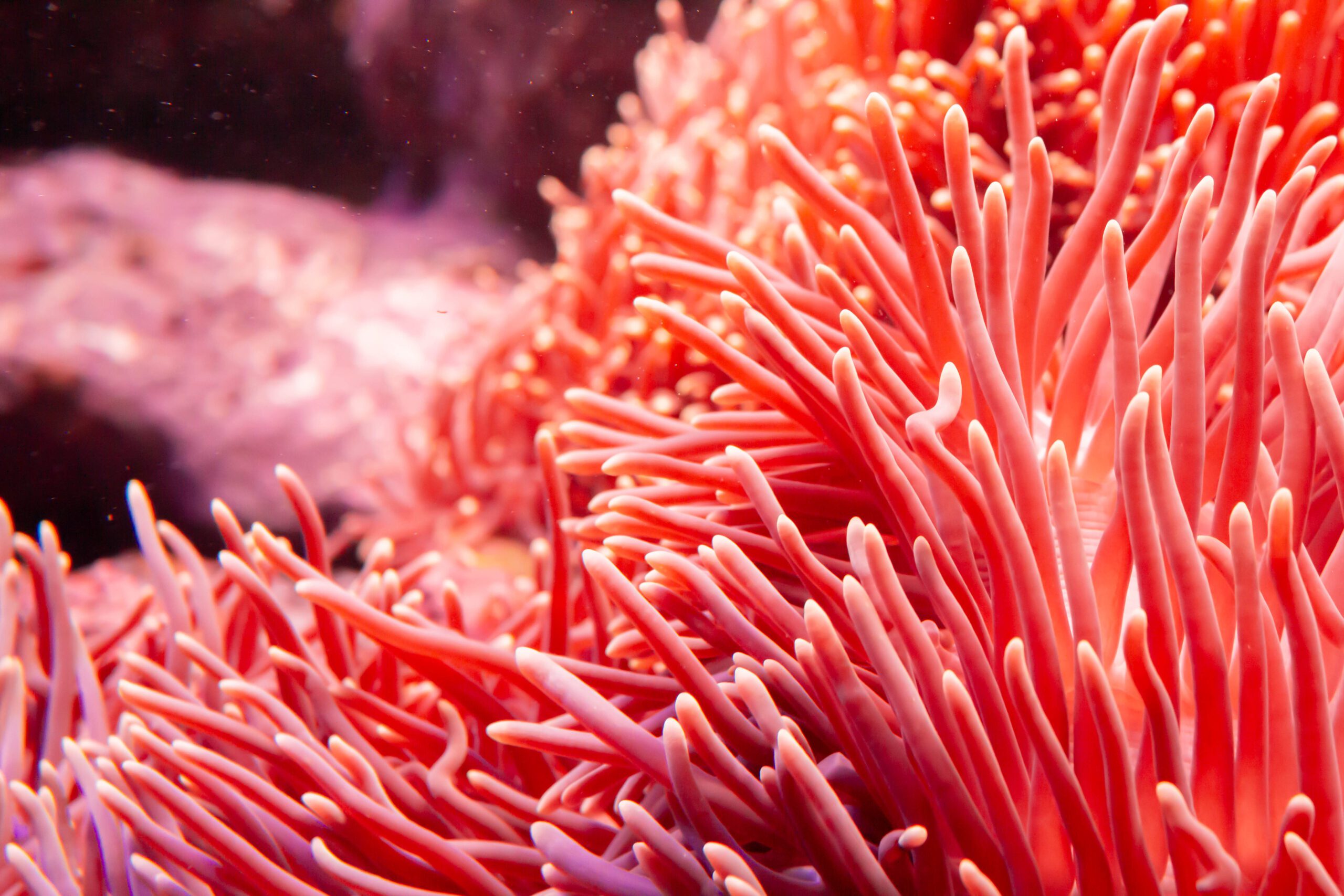 Using Coral for Bone Research