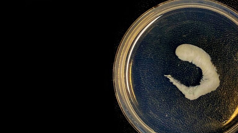 3D bioprinted nasal cartilage grafts