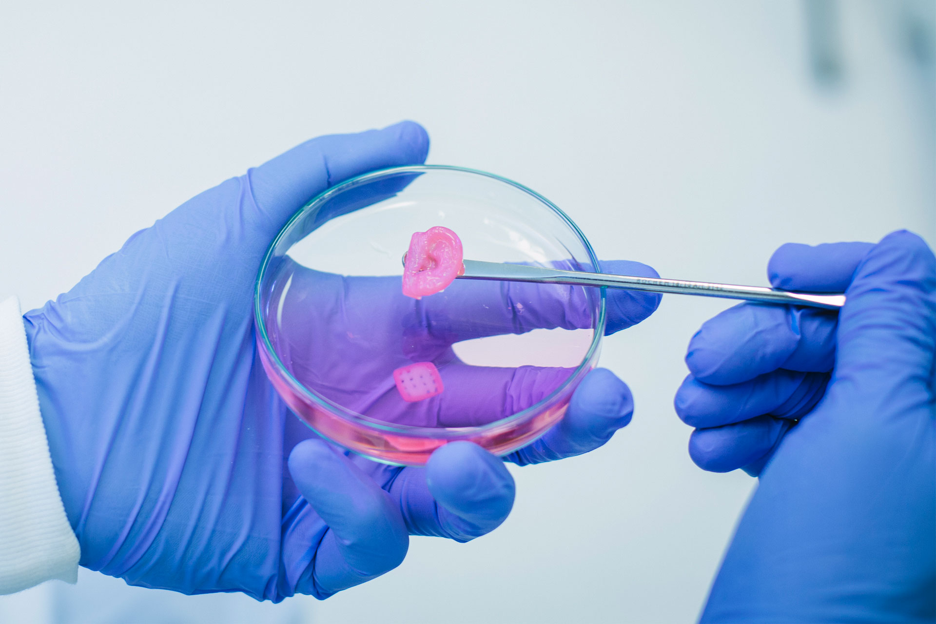 Showing the resulting construct from the bio printing of an ear