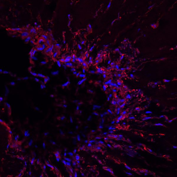 FUNC-Bioink-image FUNC-Bioink-image