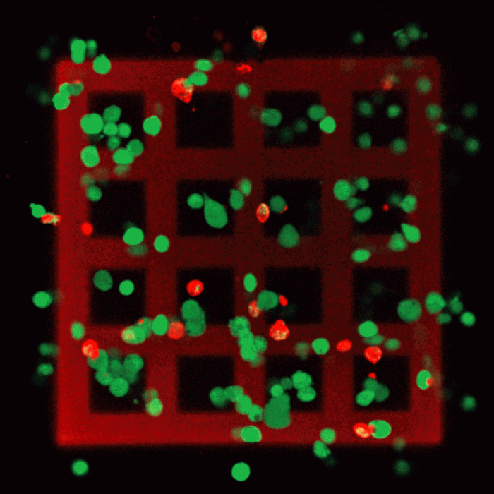 Live-Cell-Printing-Animation Live-Cell-Printing-Animation