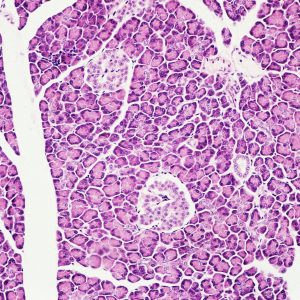 Pancreas cover2 Pancreas cover2