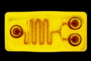 Vasculature-Perfusion-Print-BIONOVA-X
